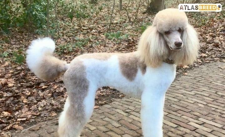 low maintenance short poodle cuts

