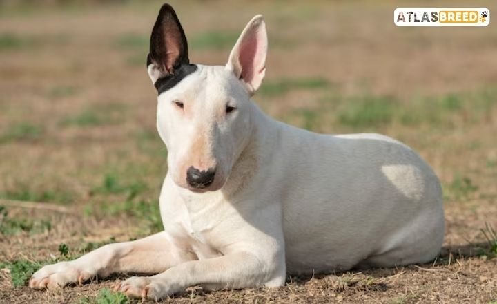 rare bull terrier colors

