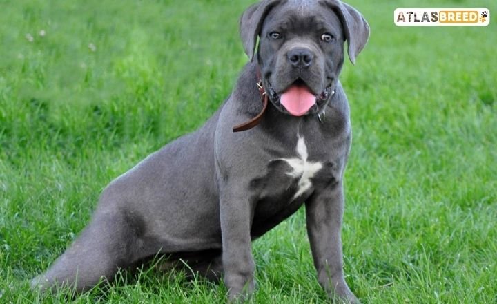 cane corso xl bully mix Temperament