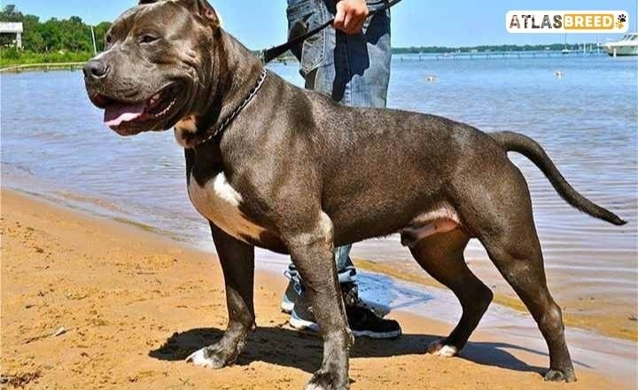 cane corso bully mix Exercise Needs 

