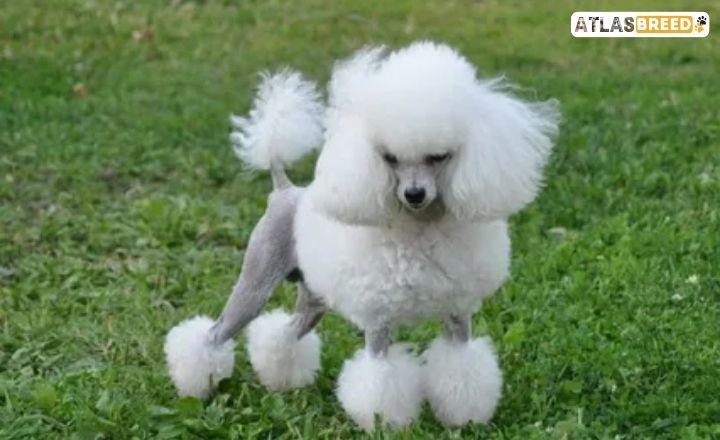 poodle cut styles

