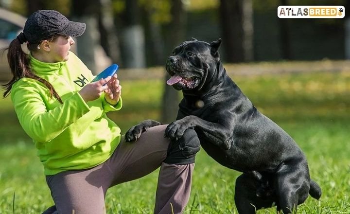 cane corso bully mix Diet Requirements


