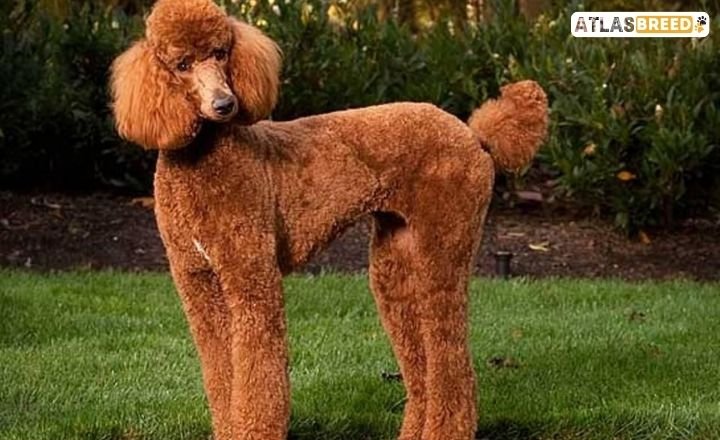 poodle haircut styles

