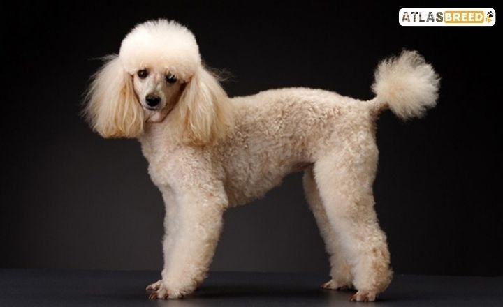 poodle cut styles

