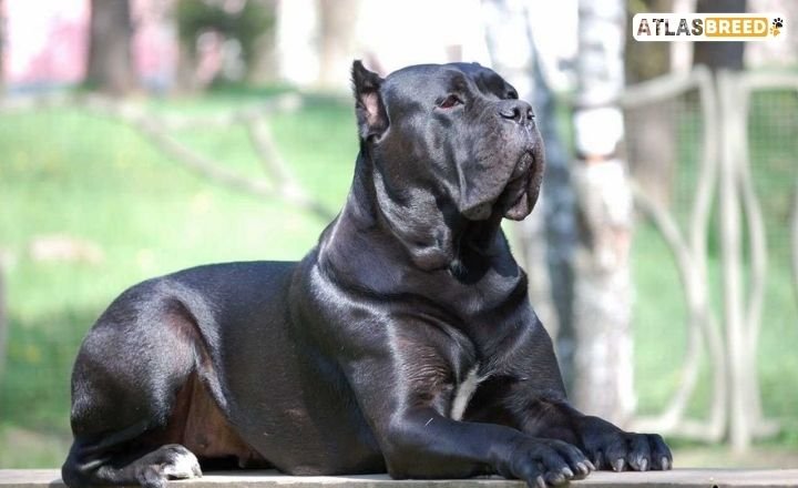 cane corso bully mix

