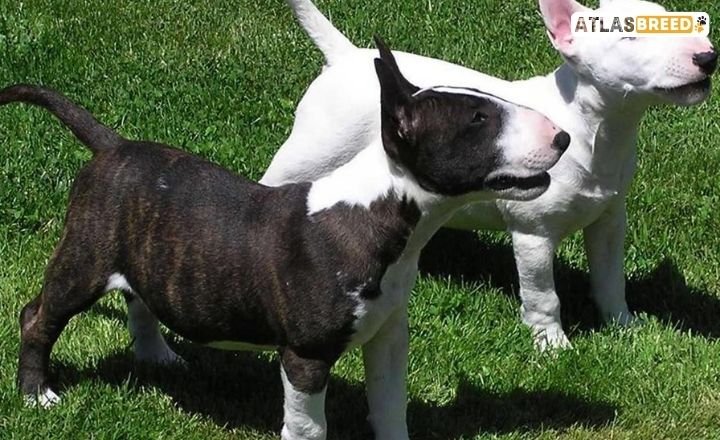 black and white bull terrier

