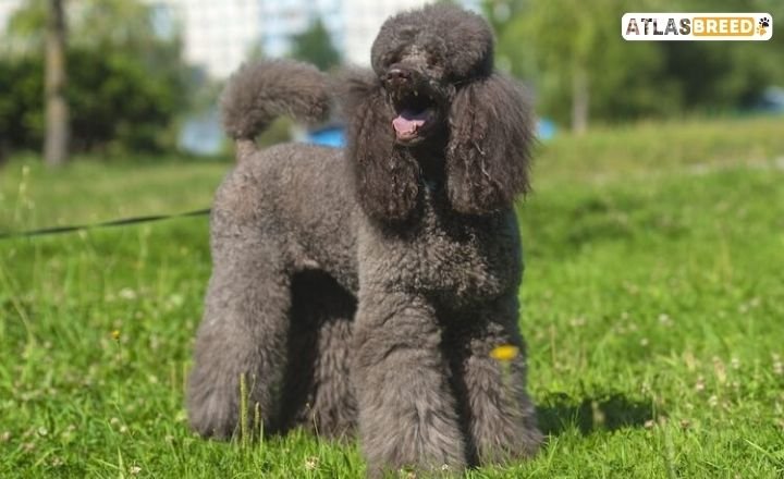 low maintenance short poodle cuts

