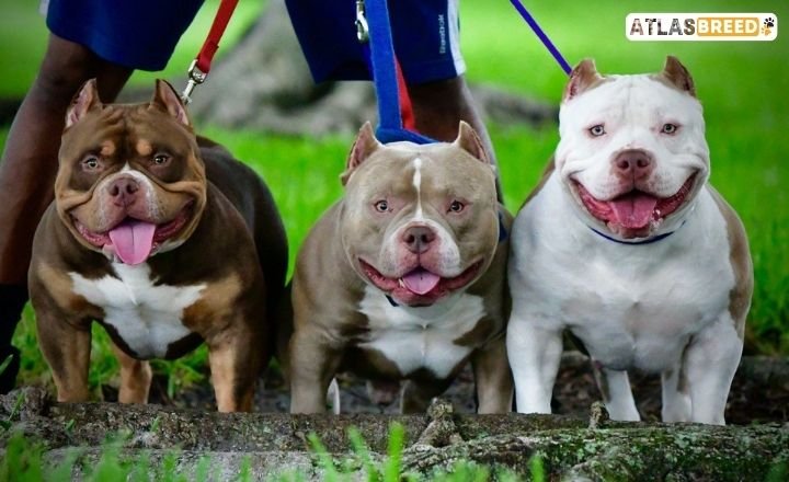 micro bully vs pocket bully

