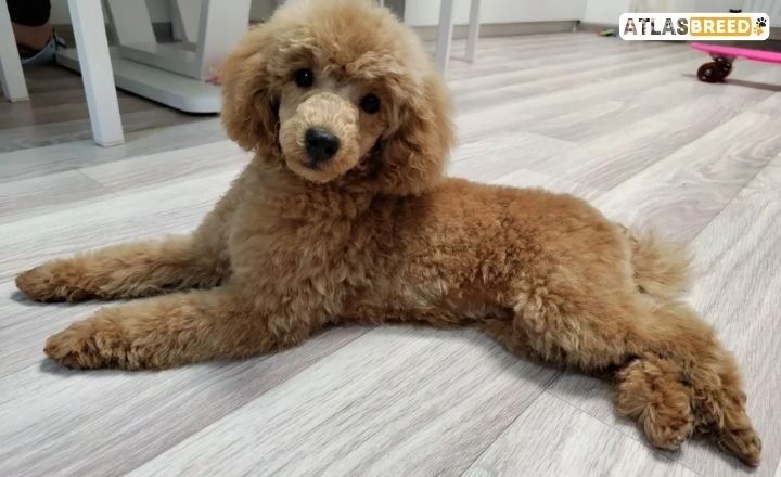 poodle cuts

