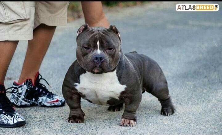 micro pocket bully

