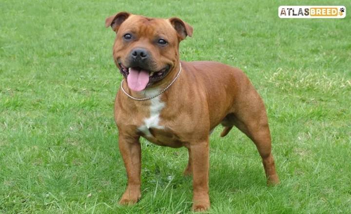 american bully mix

