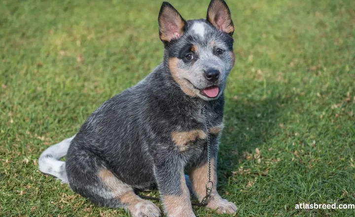 blue heeler size chart