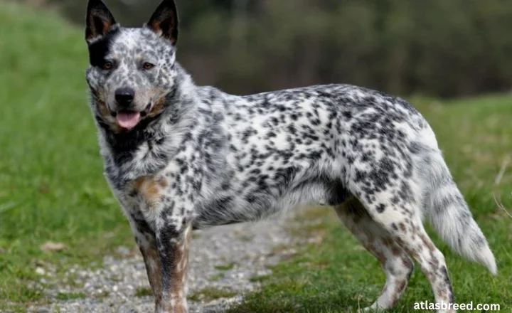 blue heeler size