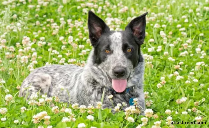 blue heeler weight