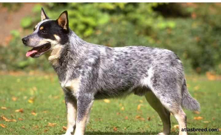 full grown blue heeler size comparison