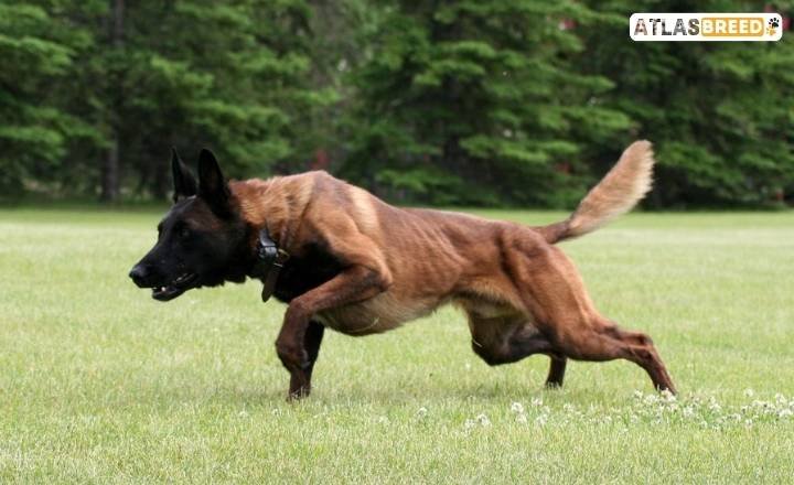 when do belgian malinois stop growing

