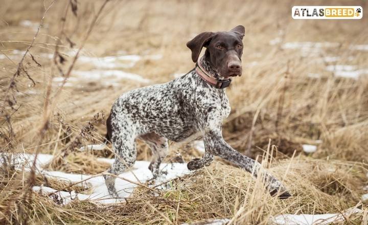 full grown german shorthaired pointer

