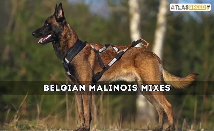 Belgian Malinois Mixes