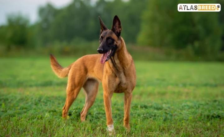 belgian malinois weight

