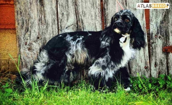 he's like a cocker spaniel big daddy

