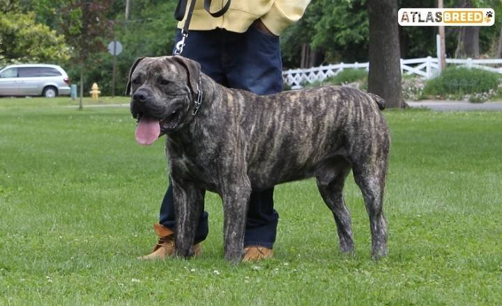 rare boerboel colors


