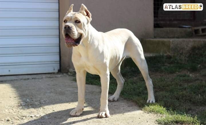 Cane Corso Dogo Argentino Mix A Good Family Dog