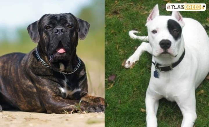 Cane Corso Dogo Argentino Mix AKC Approved