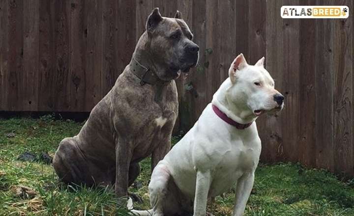 Cane Corso Dogo Argentino Mix Temperament