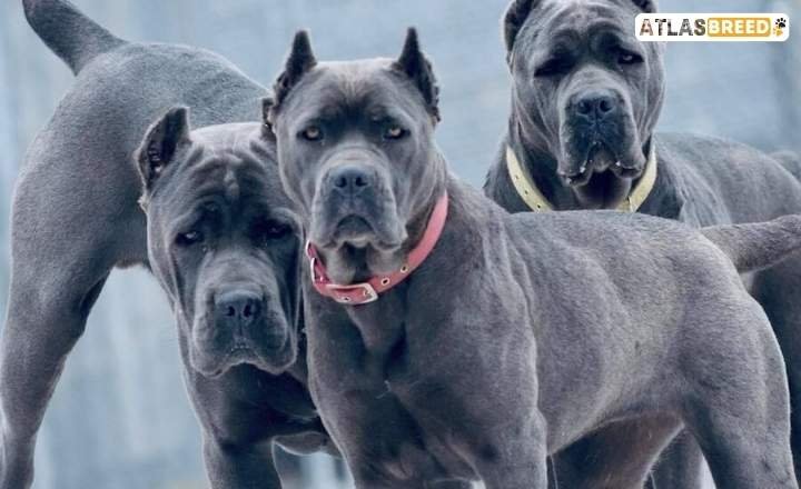 Cane Corso History