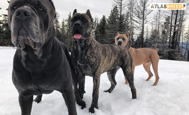 Cane Corso Mastiff Mix