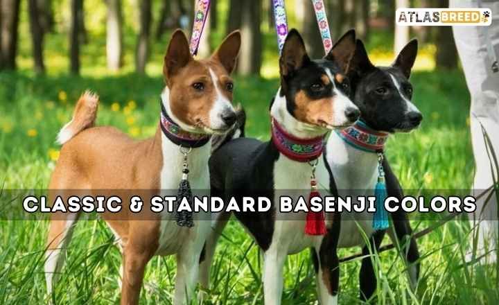 Basenji Colors