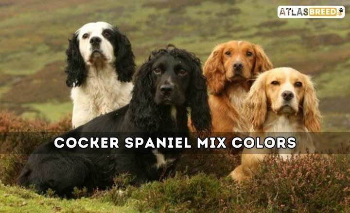 Cocker Spaniel Mix Colors