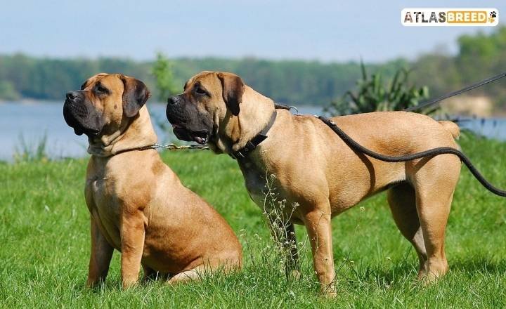 boerboel colors

