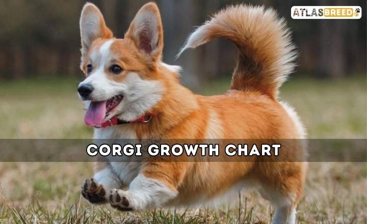 Corgi Growth Chart