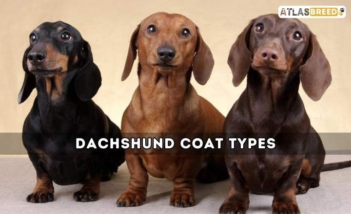 Dachshund Coat Types