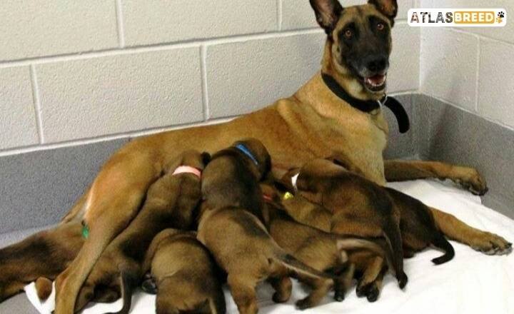 Development And Malinois Puppy Food