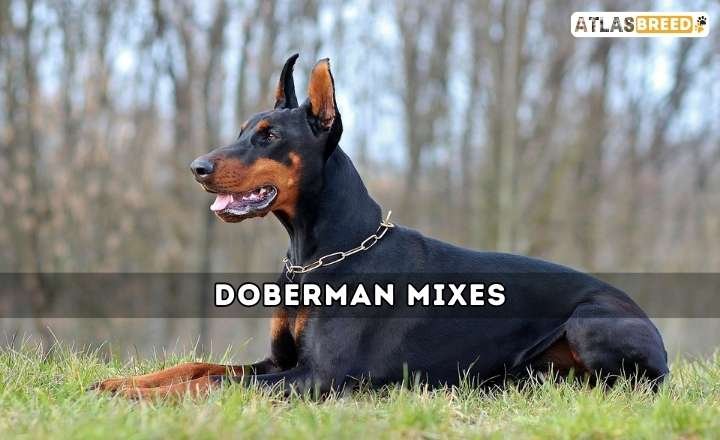 Doberman Mixes