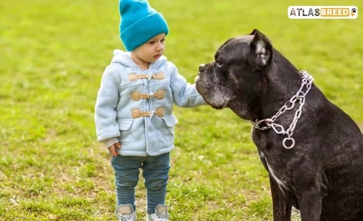 Cane Corso Mastiff Mix