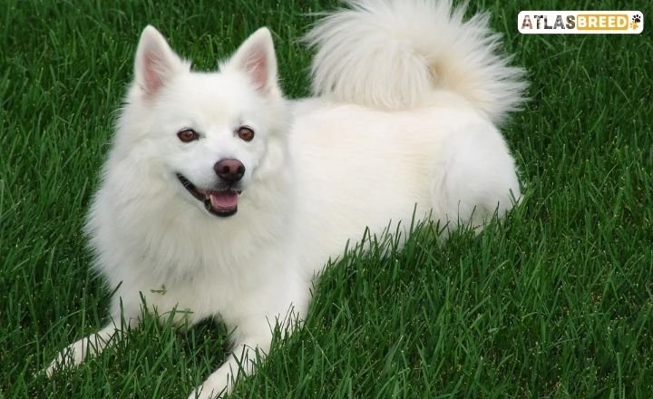 shetland sheepdog mix