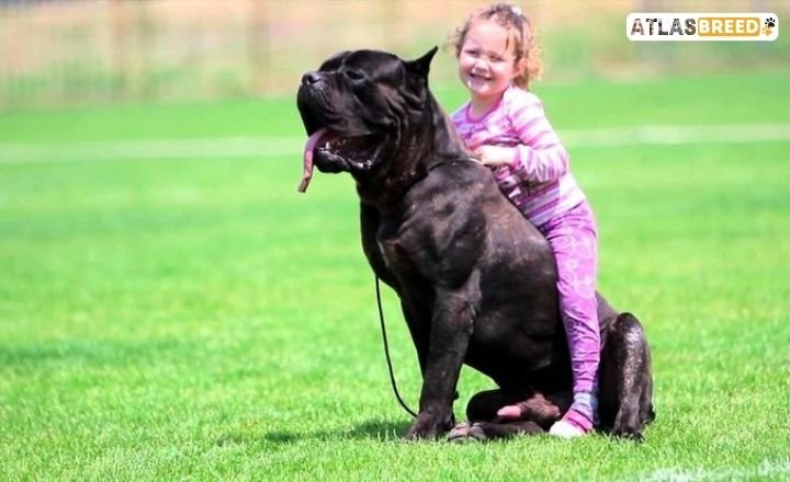Cane Corso Mastiff Mix