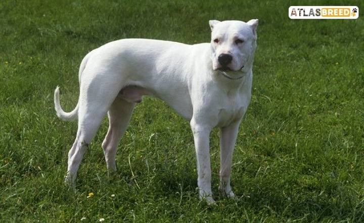 dogo argentino pitbull mix

