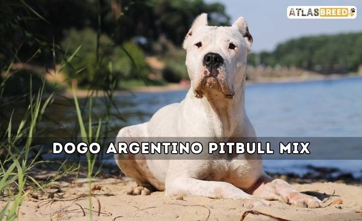 Dogo Argentino Pitbull Mix