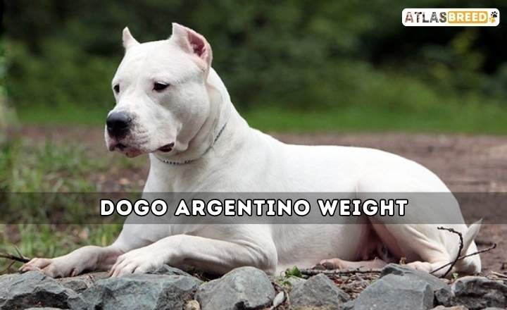 Dogo Argentino Weight