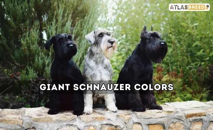 Giant Schnauzer Colors