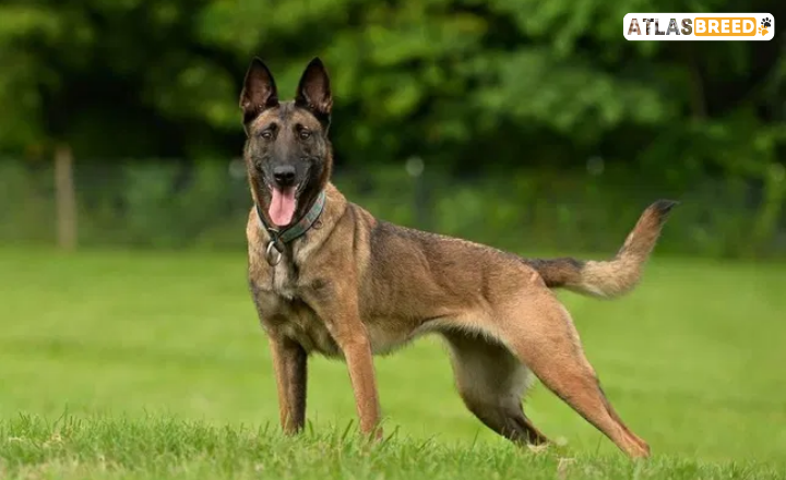 Great Dane Malinois Mix
