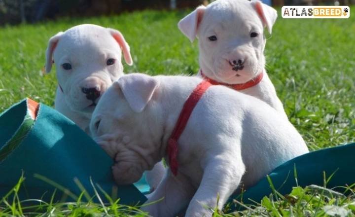 dogo argentino growth chart

