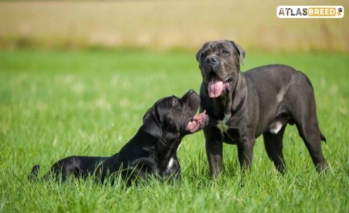 cane corso and german shepherd mix

