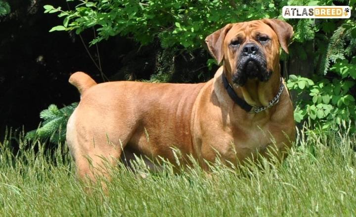 south african boerboel colors


