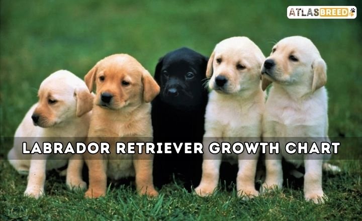 Labrador Retriever Growth Chart