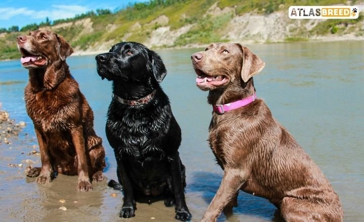 are cocker spaniels hypoallergenic